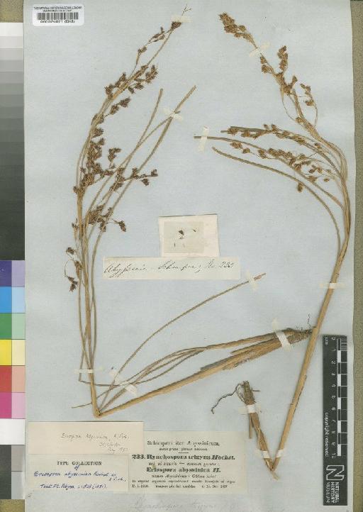 Coleochloa abyssinica var. abyssinica (Hochst. ex A.Rich.) Gilly - BM000574871