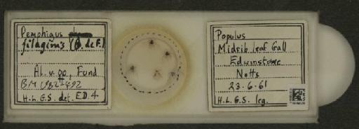 Pemphigus filaginis Fonscolombe, 1841 - 010125941_112912_1095555