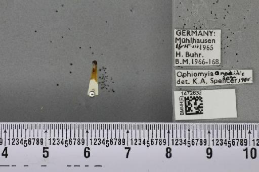Ophiomyia ononidis Spencer, 1966 - BMNHE_1472632_60380