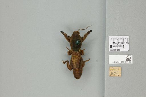 Gryllotalpa hirsuta Burmeister, 1838 - 012497169_72077_85518