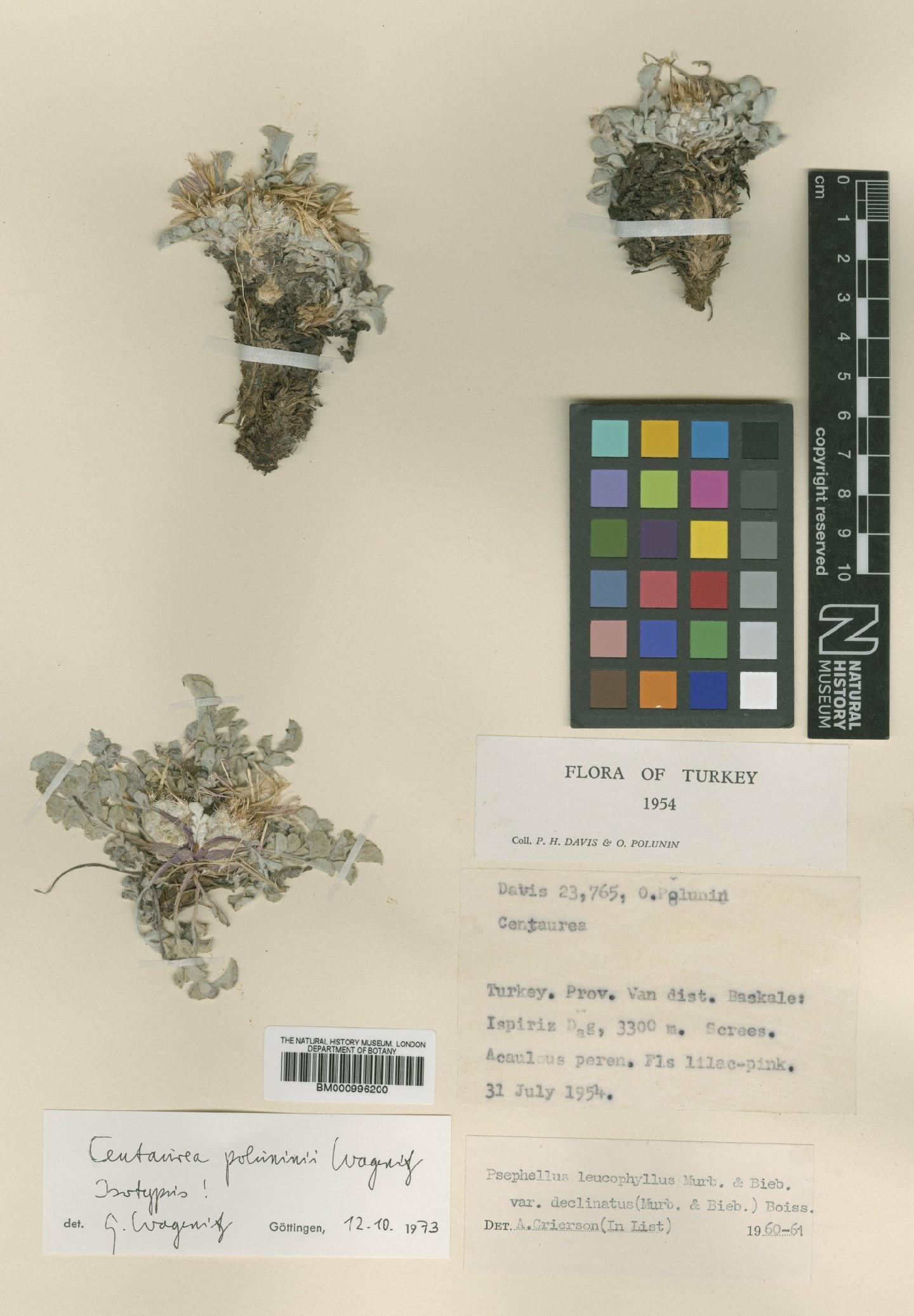 To NHMUK collection (Centaurea poluninii Wagenitz; Isotype; NHMUK:ecatalogue:480117)