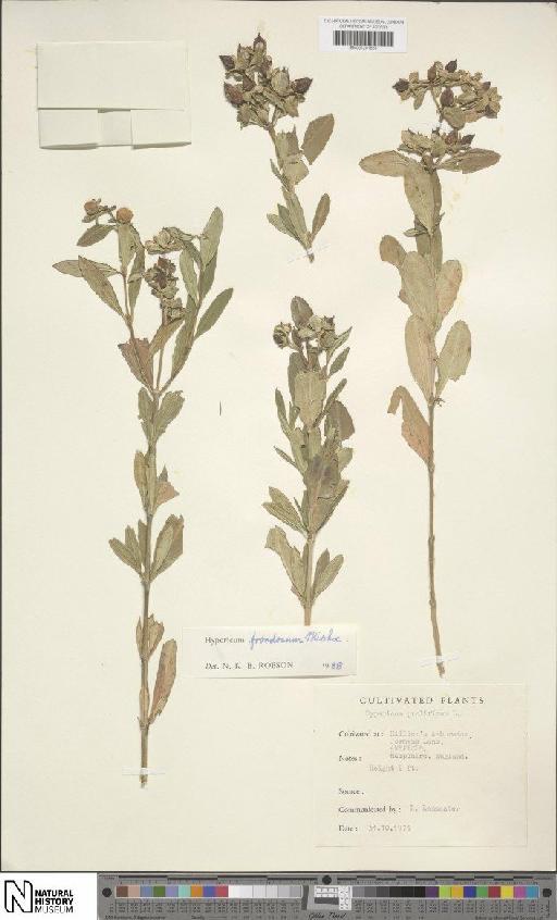 Hypericum frondosum Michx. - BM001201828