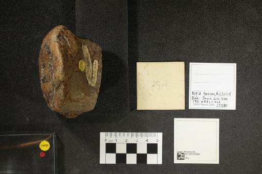 Megalosaurus bucklandi Meyer, 1832 - 010030866_L010093244_(1)
