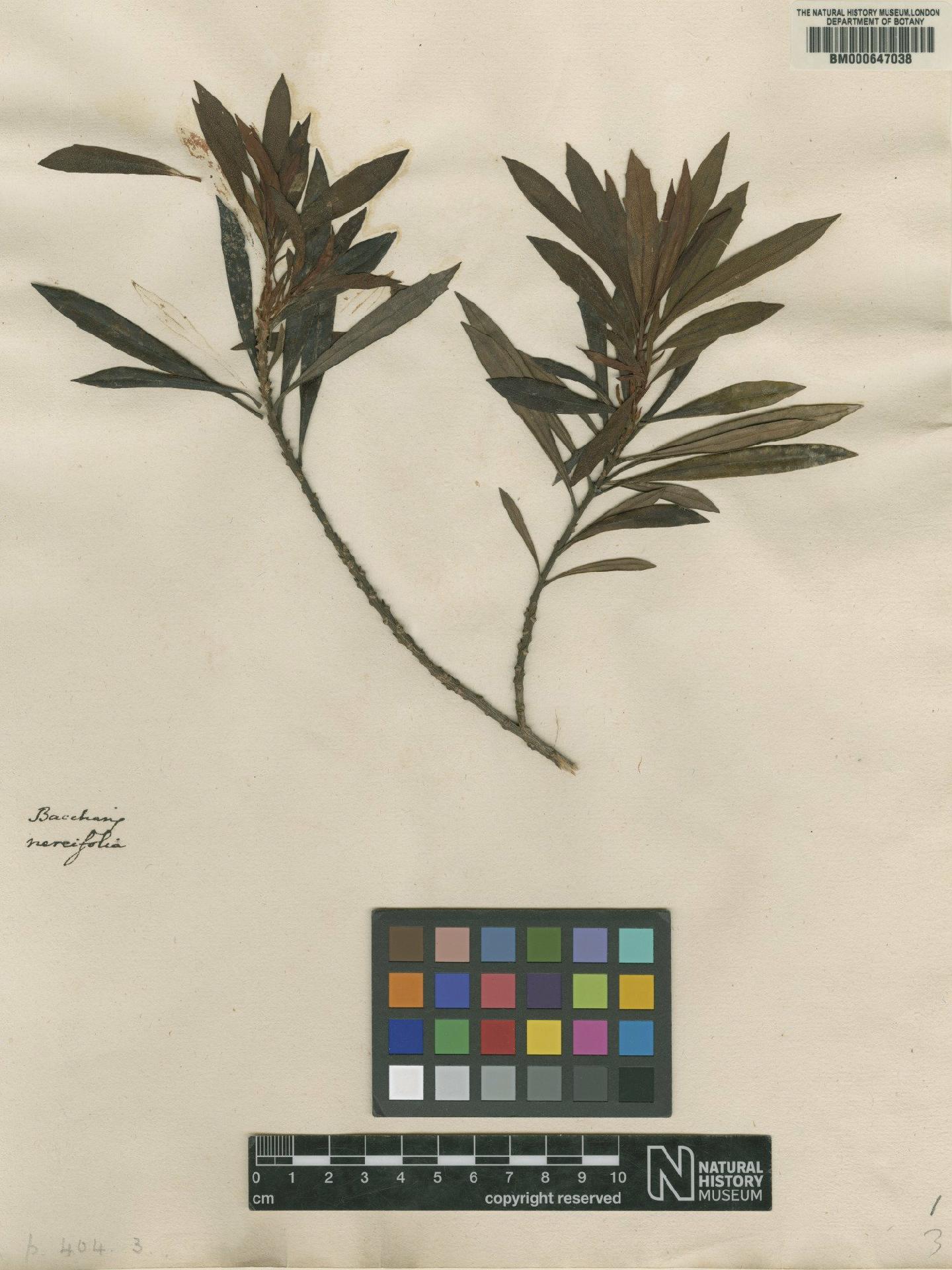 To NHMUK collection (Baccharis neriifolia L.; Original material; NHMUK:ecatalogue:4703722)