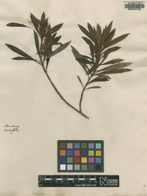 Baccharis neriifolia L. - BM000647038