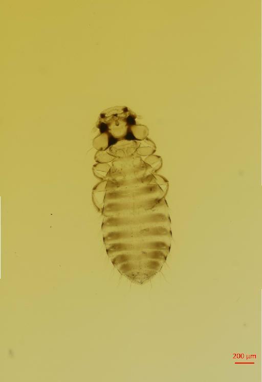 Colpocephalum flavescens de Haan, 1829 - 010654382__2017_07_20-Scene-1-ScanRegion0