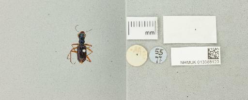 Therates dimidiatus wallacei Thomson, 1857 - 013388120_additional