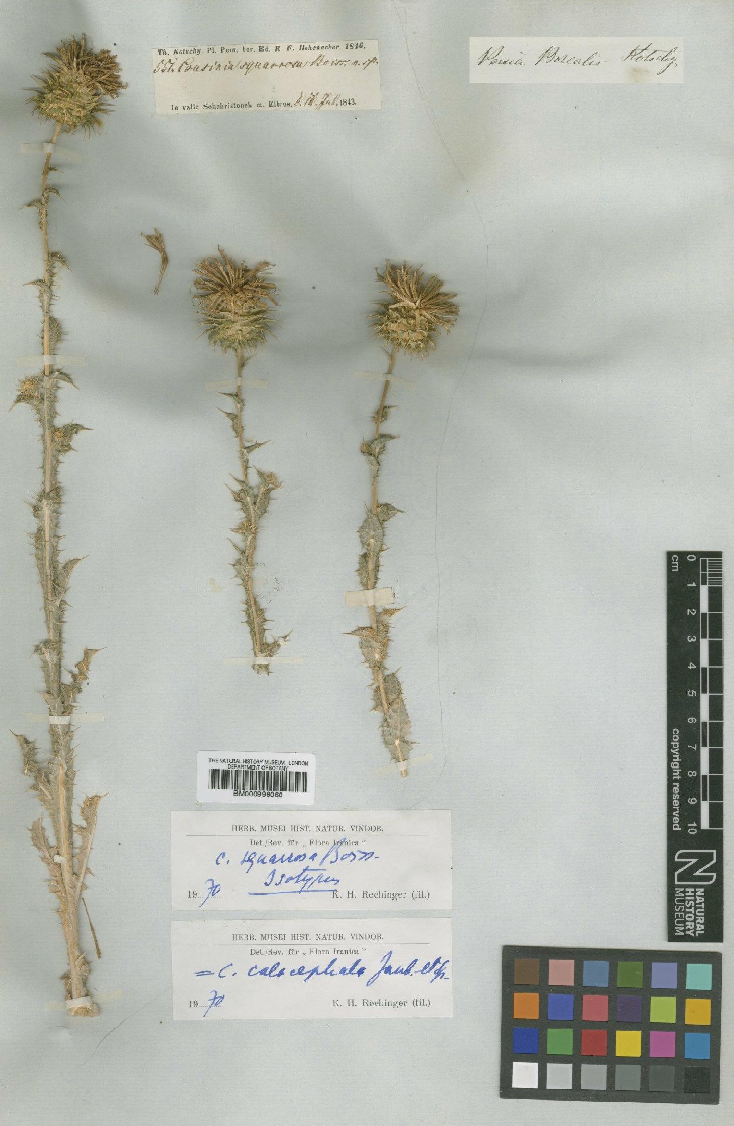 To NHMUK collection (Cousinia calocephala Jaub. & Spach; Type; NHMUK:ecatalogue:475328)