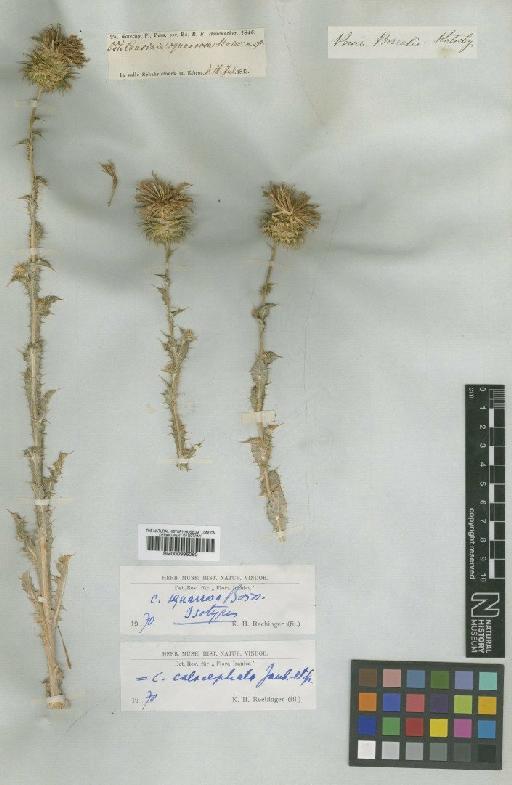 Cousinia calocephala Jaub. & Spach - BM000996060