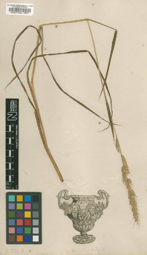 Panicum crus-galli L. - BM000557687