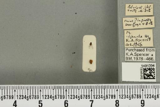 Phytomyza adjuncta Hering, 1928 - BMNHE_1491394_53024