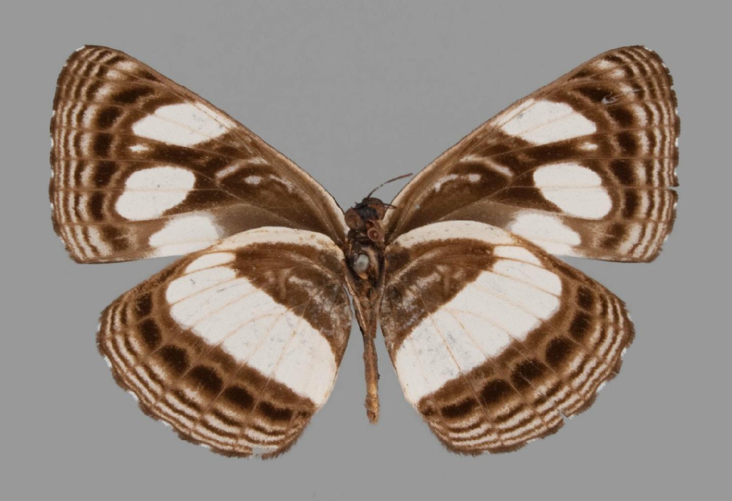 Neptis poultoni thumbnail