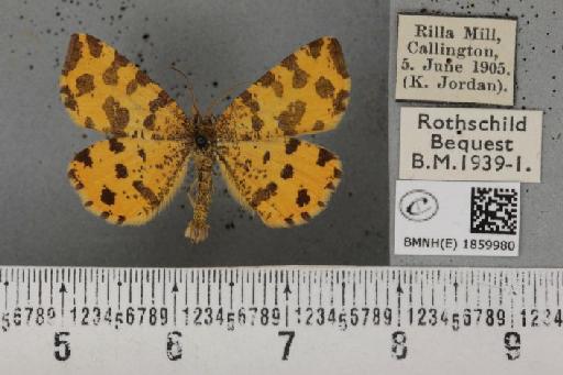 Pseudopanthera macularia (Linnaeus, 1758) - BMNHE_1859980_430317