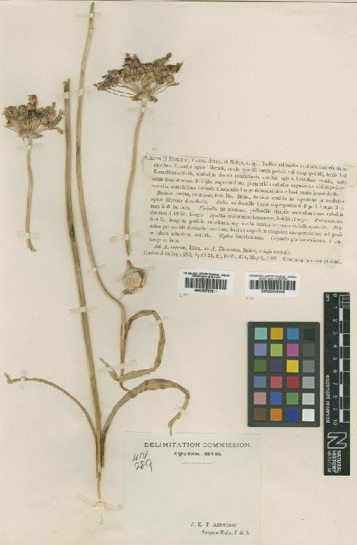 Allium yatei Aitch. & Baker - BM000797811