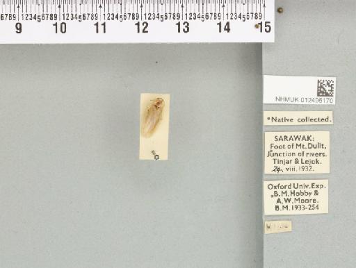 Sorineuchora javanica Caudell, 1927 - 012496170_112125_81341