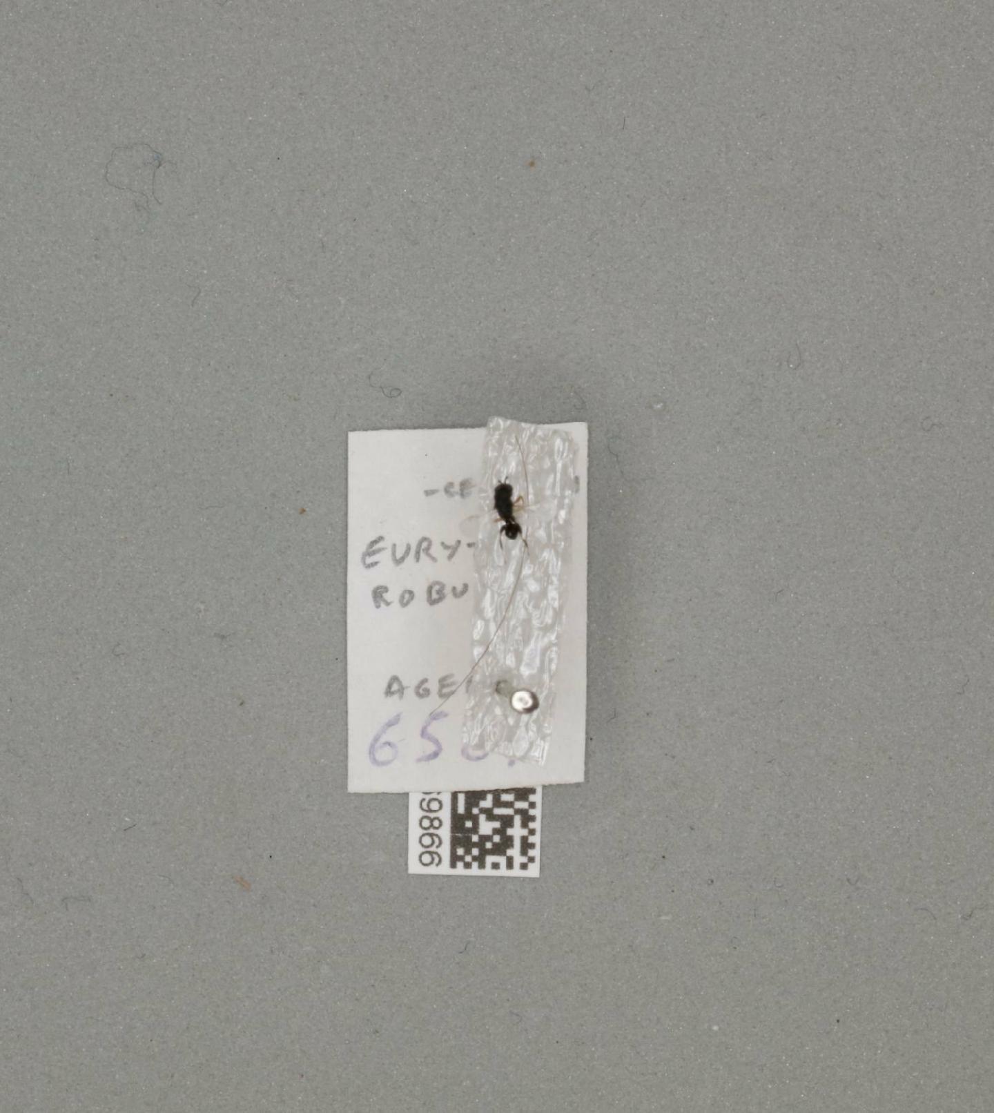 Eurytoma robusta