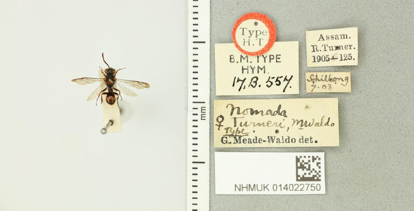 Nomada turneri