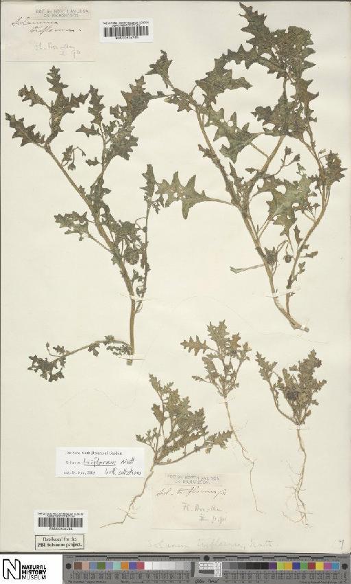 Solanum triflorum Nutt. - BM000934745