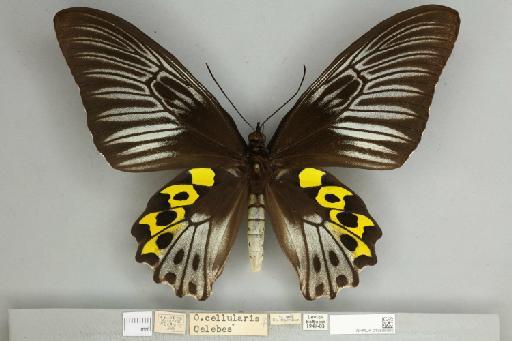 Troides hypolitus cellularis Rothschild, 1895 - 013606000__599282