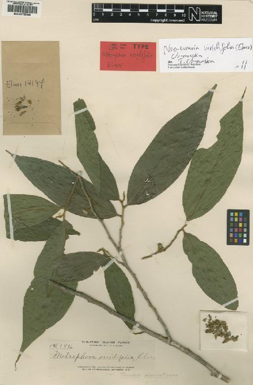 Neo-uvaria viridifolia (Elmer) Chaowasku - BM000759449