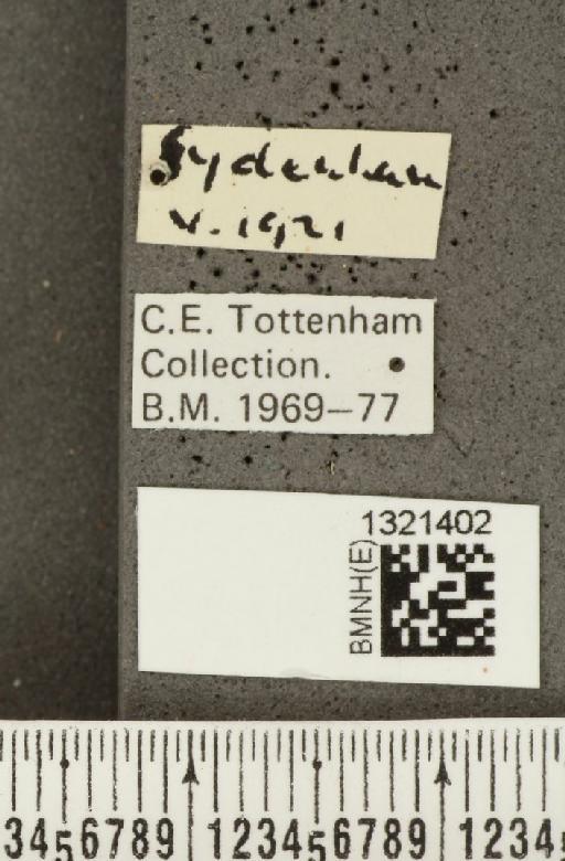 Crioceris (Crioceris) asparagi (Linnaeus, 1758) - BMNHE_1321402_a_label_11450