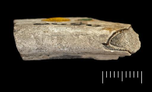 Scelidotherium leptocephalum Owen, 1840 - NHMUK PV M 82206 A (c) (4).tif