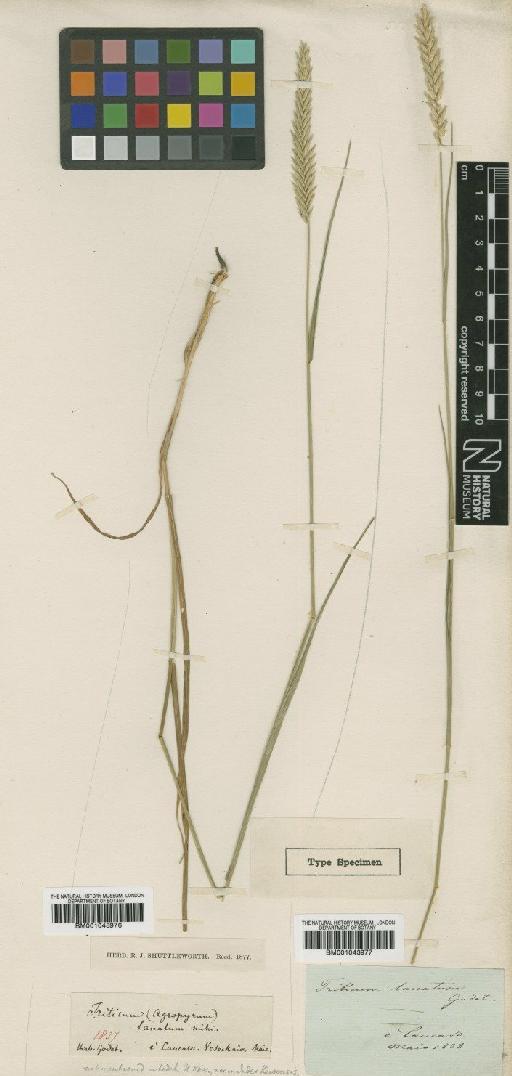 Agropyron lanatum Godet - BM001043977