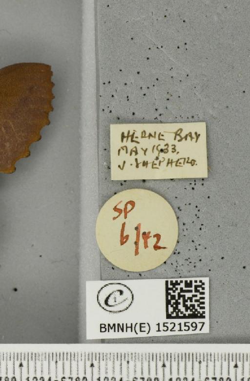 Gastropacha quercifolia ab. ulmifolia-obsoleta Tutt, 1902 - BMNHE_1521597_label_198484