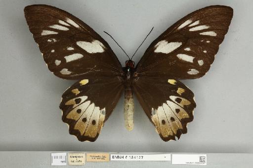 Ornithoptera priamus pronomus Gray, 1852 - 013604147__