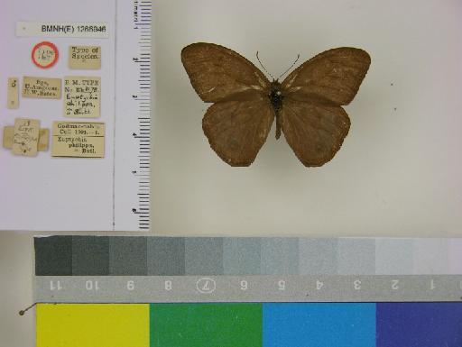 Euptychia lea philippa Butler, 1867 - BMNH(E)_ 1266946_Magneuptychia_(Euptychia)_ lea_philippa_Butler_HT_male_ (1)