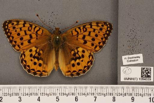 Argynnis aglaja (Linnaeus, 1758) - BMNHE_1084889_53846