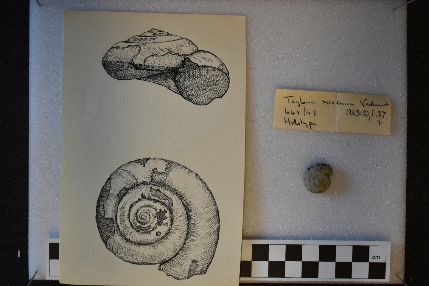 To NHMUK collection (Tayloria miocenica Verdcourt, 1963; HOLOTYPE; NHMUK:ecatalogue:9612326)