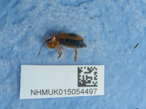 Phyllobrotica quadrimaculata (Linnaeus, 1758) - 015054497_2