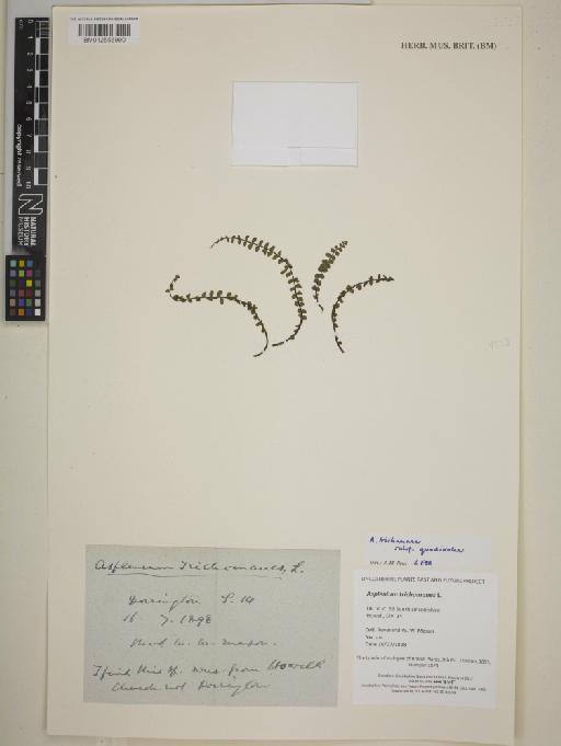 Asplenium trichomanes subsp. quadrivalens D.E.Mey. - BM012556990