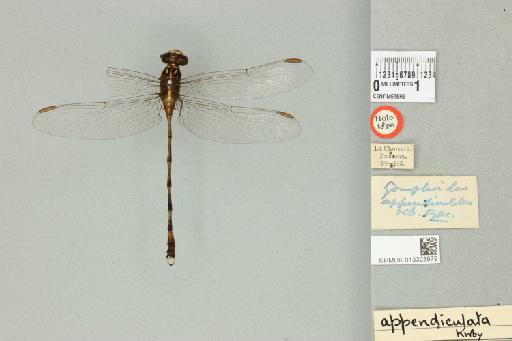 Negomphoides appendiculatus Kirby, 1899 - 013323979_dorsal