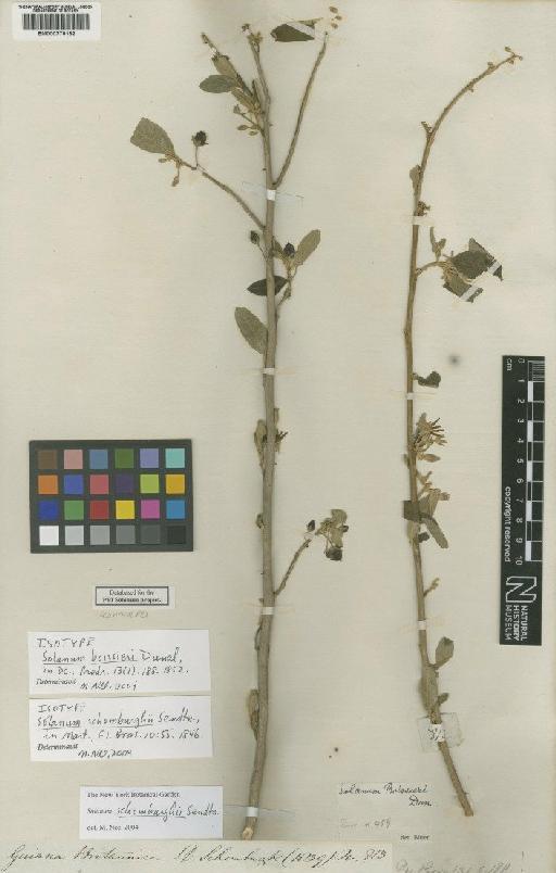 Solanum schomburghii Sendtn. - BM000778182