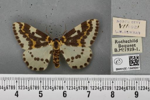 Abraxas grossulariata (Linnaeus, 1758) - BMNHE_1849047_418626