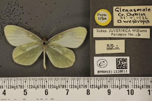 Leptidea sinapis juvernica Williams, 1946 - BMNHE_1118811_74016