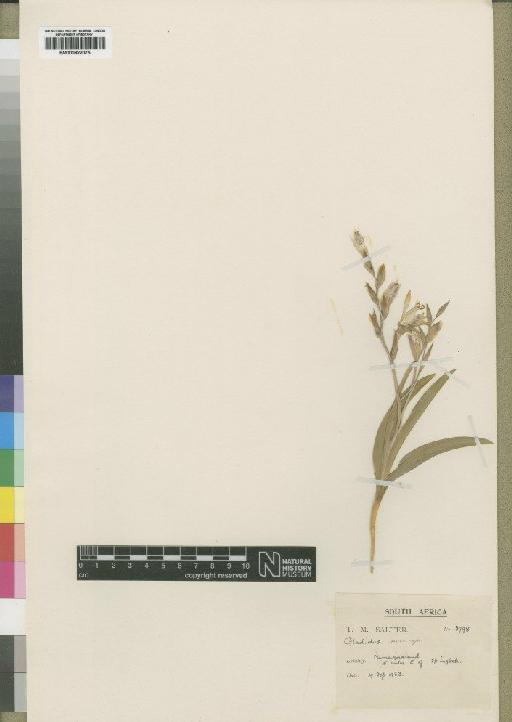 Gladiolus salteri Lewis - BM000922075