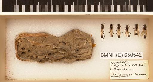 Sceliphron Klug, 1801 - Hymenoptera Nest BMNH(E) 650542