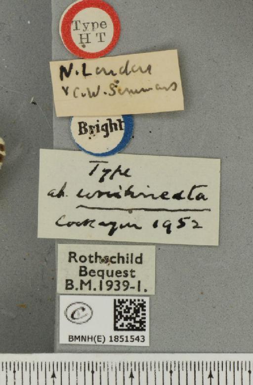 Abraxas grossulariata ab. unilineata Cockayne, 1952 - BMNHE_1851543_label_415092