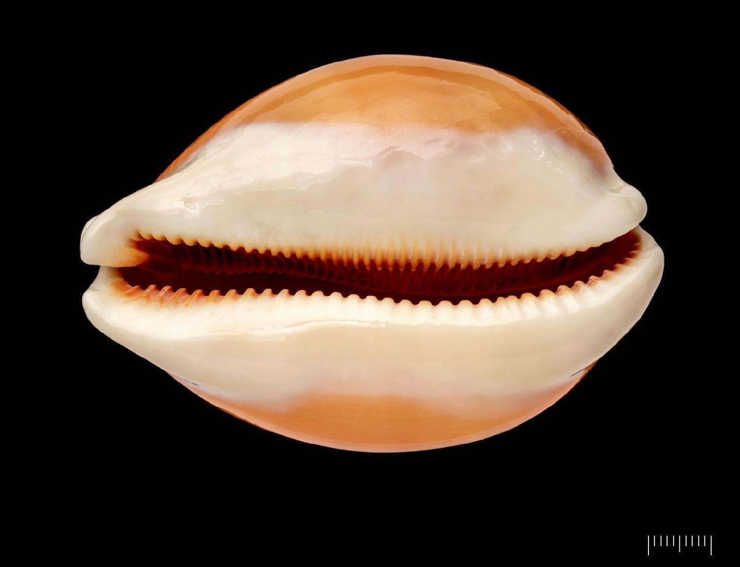 To NHMUK collection (Cypraea aurantium Gmelin, 1791; NHMUK:ecatalogue:2755422)