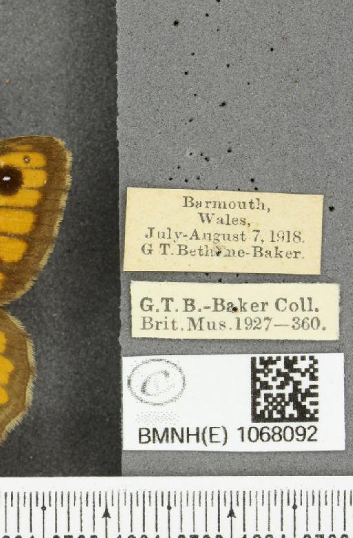 Lasiommata megera (Linnaeus, 1767) - BMNHE_1068092_label_33693