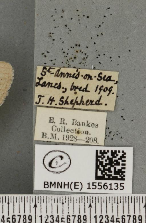 Dicallomera fascelina ab. albida Cockayne, 1951 - BMNHE_1556135_label_255947