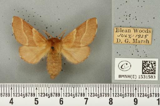 Malacosoma neustria (Linnaeus, 1758) - BMNHE_1531583_191357