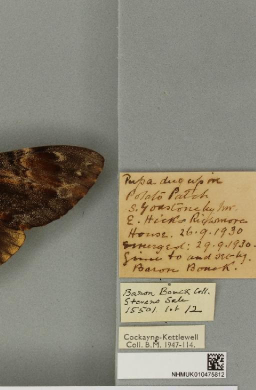 Acherontia atropos ab. imperfecta Tutt, 1904 - NHMUK_010475812_label_527280