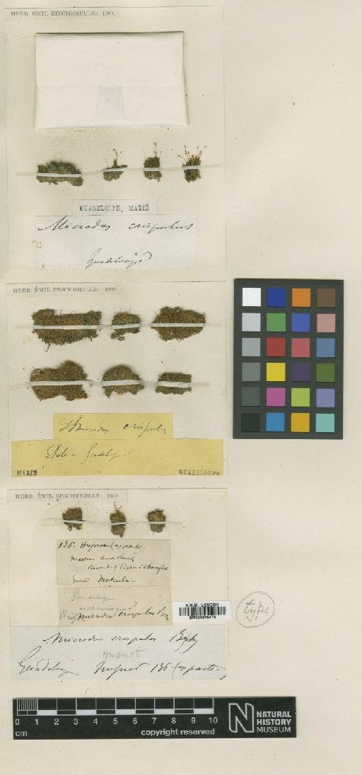 Microdus longirostris (Schwägr.) Schimp. - BM000879478_a