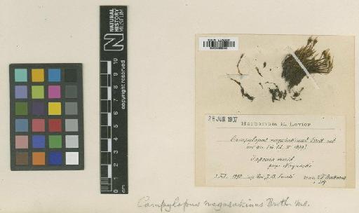 Campylopus umbellatus (Schwägr. & Gaudich. ex Arn.) Paris - BM000866289