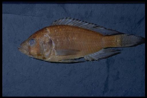 Haplochromis vanderhorsti Greenwood, 1954 - Haplochromis vanderhorsti; 1953.11.4.1