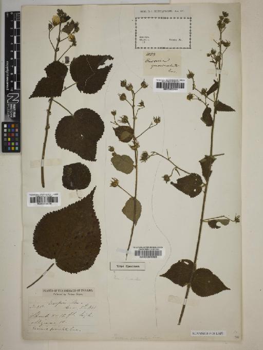 Pavonia paniculata Cav. - BM000645399